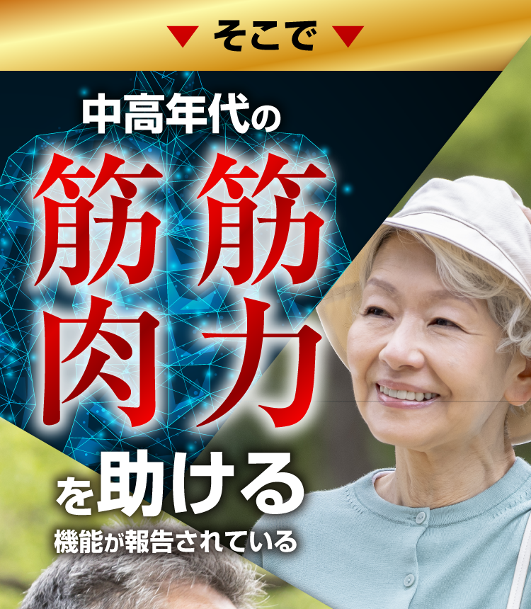 中高年代の筋力筋肉を助ける