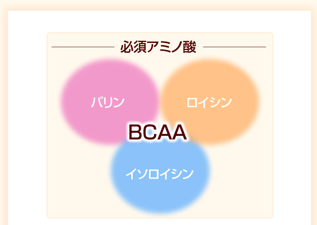 必須アミノ酸　BCAA 　バリン　ロイシン　イソロイシン
